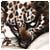 Zackskes Zackskes's picture